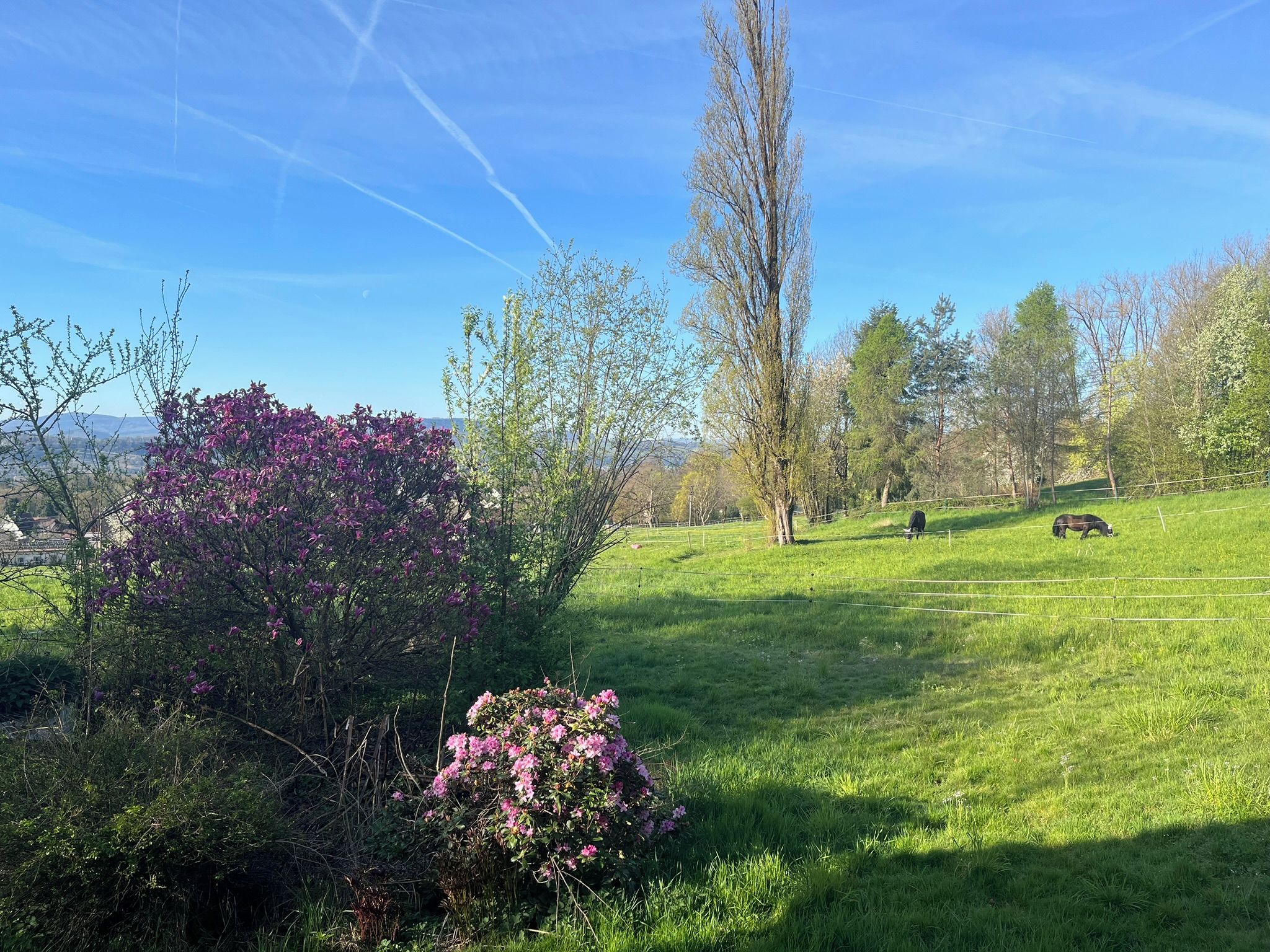 A grassy field with trees and shrubs, a clear sky, and a distant mountain range.