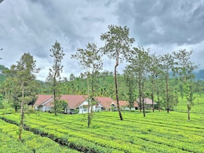 Una plantación de té con hileras de matorrales de té y algunos edificios con tejados rojos.