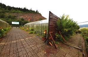 Un invernadero con un sendero de ladrillo que lo conduce, rodeado de plantas en macetas y una estructura de madera.