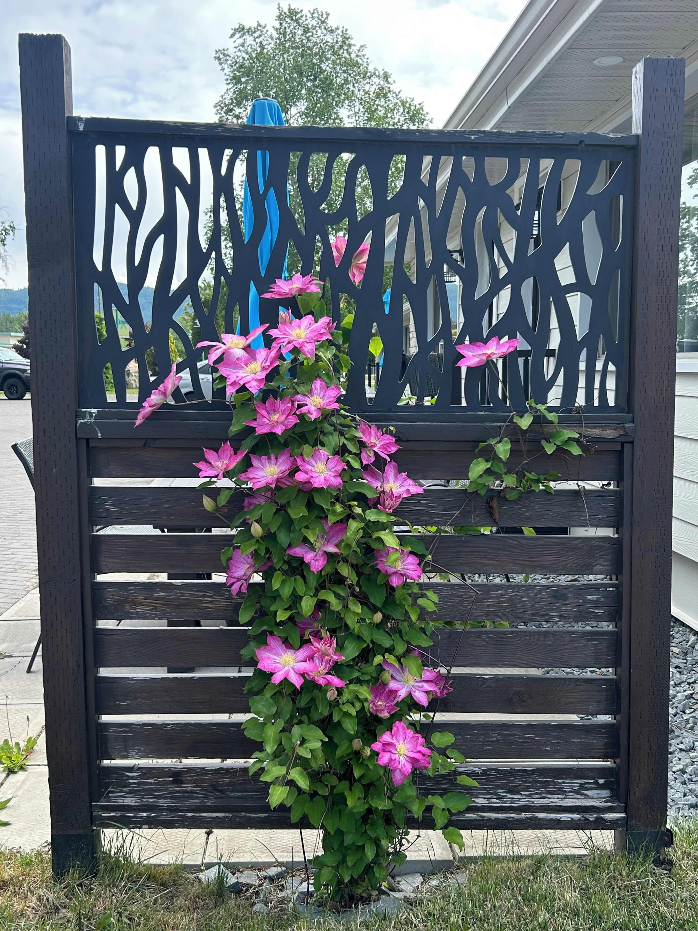 A wooden bench with a climbing plant featuring pink flowers.