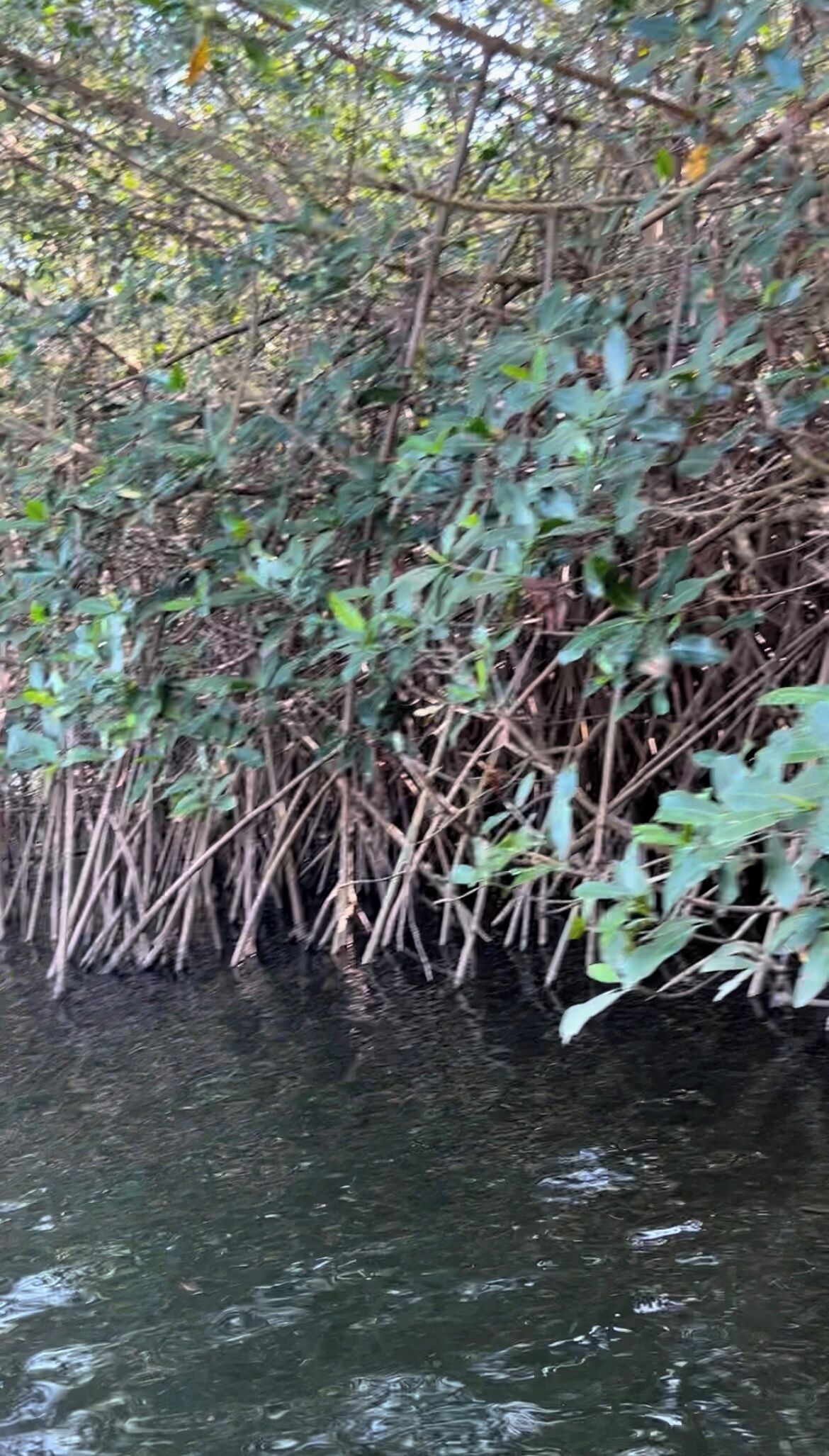 A natural water body with dense vegetation and reeds.