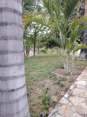 A garden with palm trees and a stone pathway.