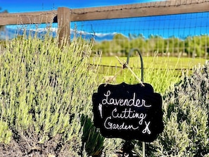 A sign in a garden labeled 'Lavender Cutting Garden.'