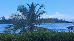 Una palmera davant d'una massa d'aigua sota un cel serè.