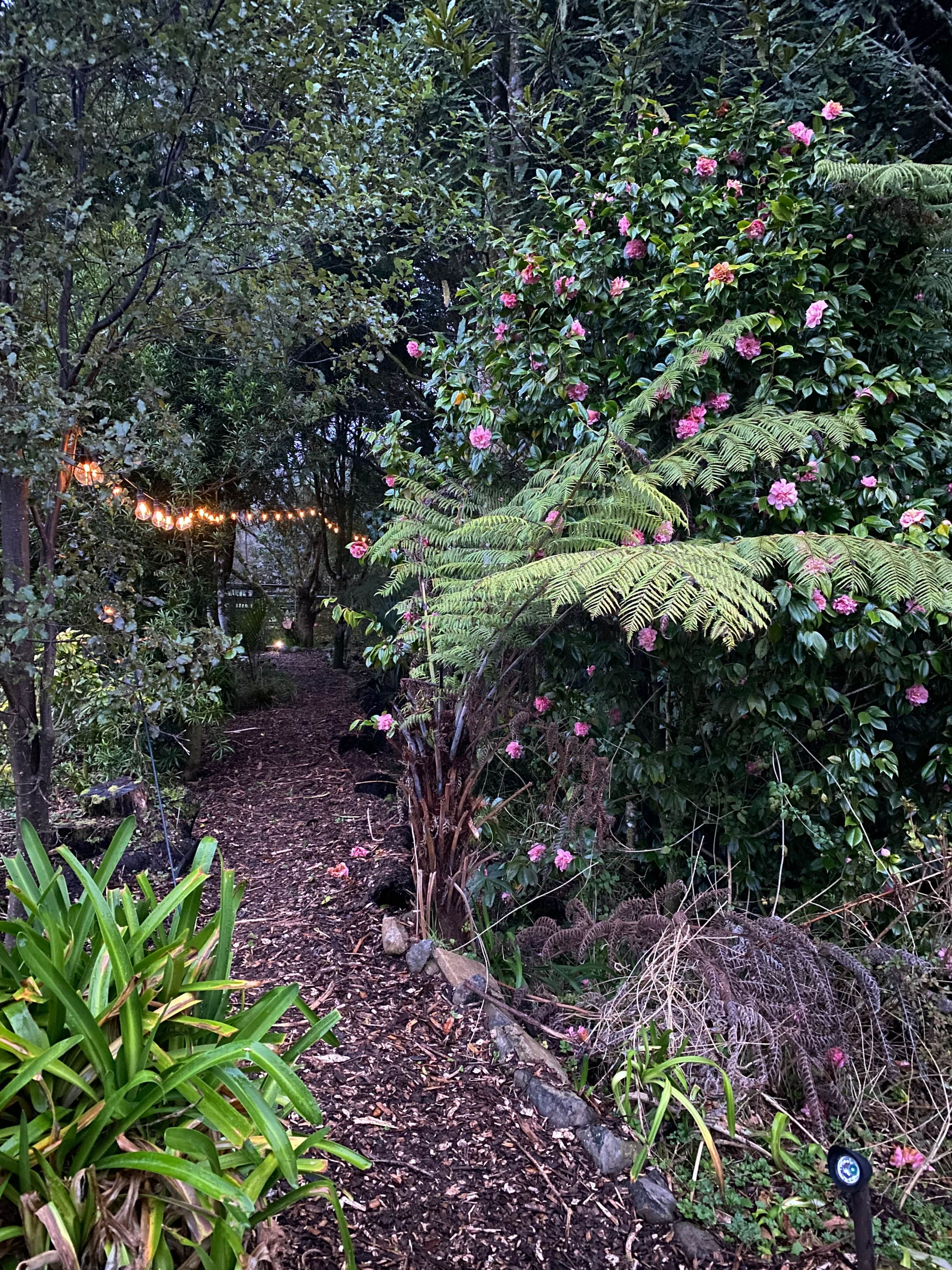 A garden with a variety of plants, including ferns and flowering bushes, and a path covered with mulch.