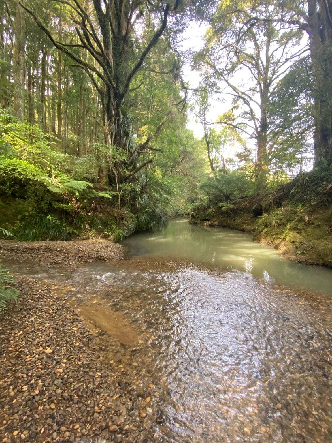 A forested area with a stream.