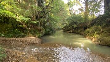 A forested area with a stream.