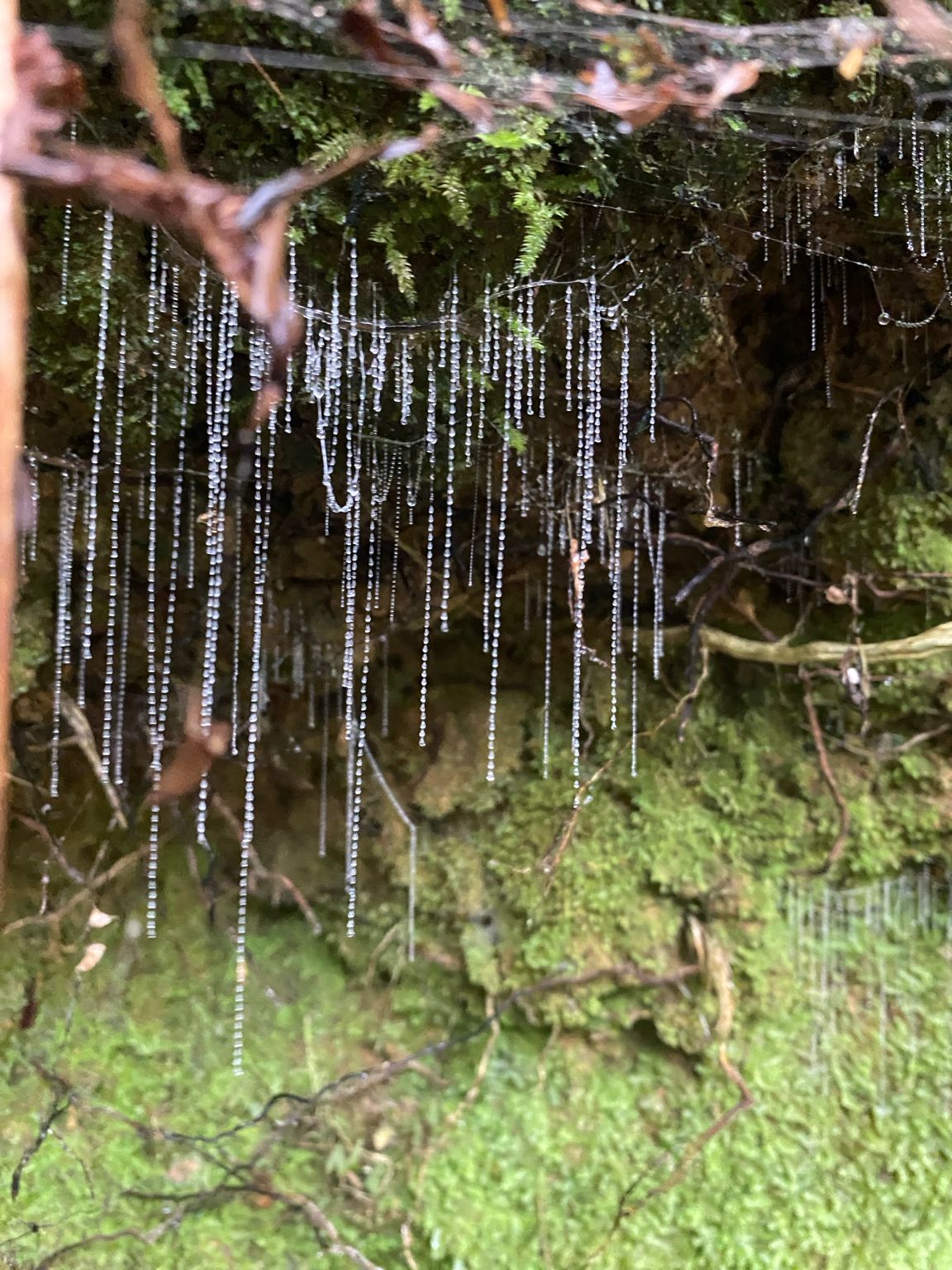 A natural scene with hanging water droplets on a tree branch.