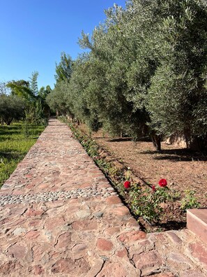 Un sendero de piedra que serpentea por un olivar, con árboles a ambos lados.