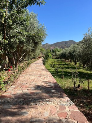 A stone pathway leading through an olive grove with a clear sky and distant hills.