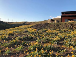Un paisaje con flores silvestres amarillas, un edificio de diseño moderno y aerogeneradores al fondo.