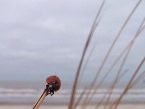 A ladybug on a plant stem with a blurred beach and ocean in the background. - Holiday Apartment in Norderney With Wi-fi (Norderney)