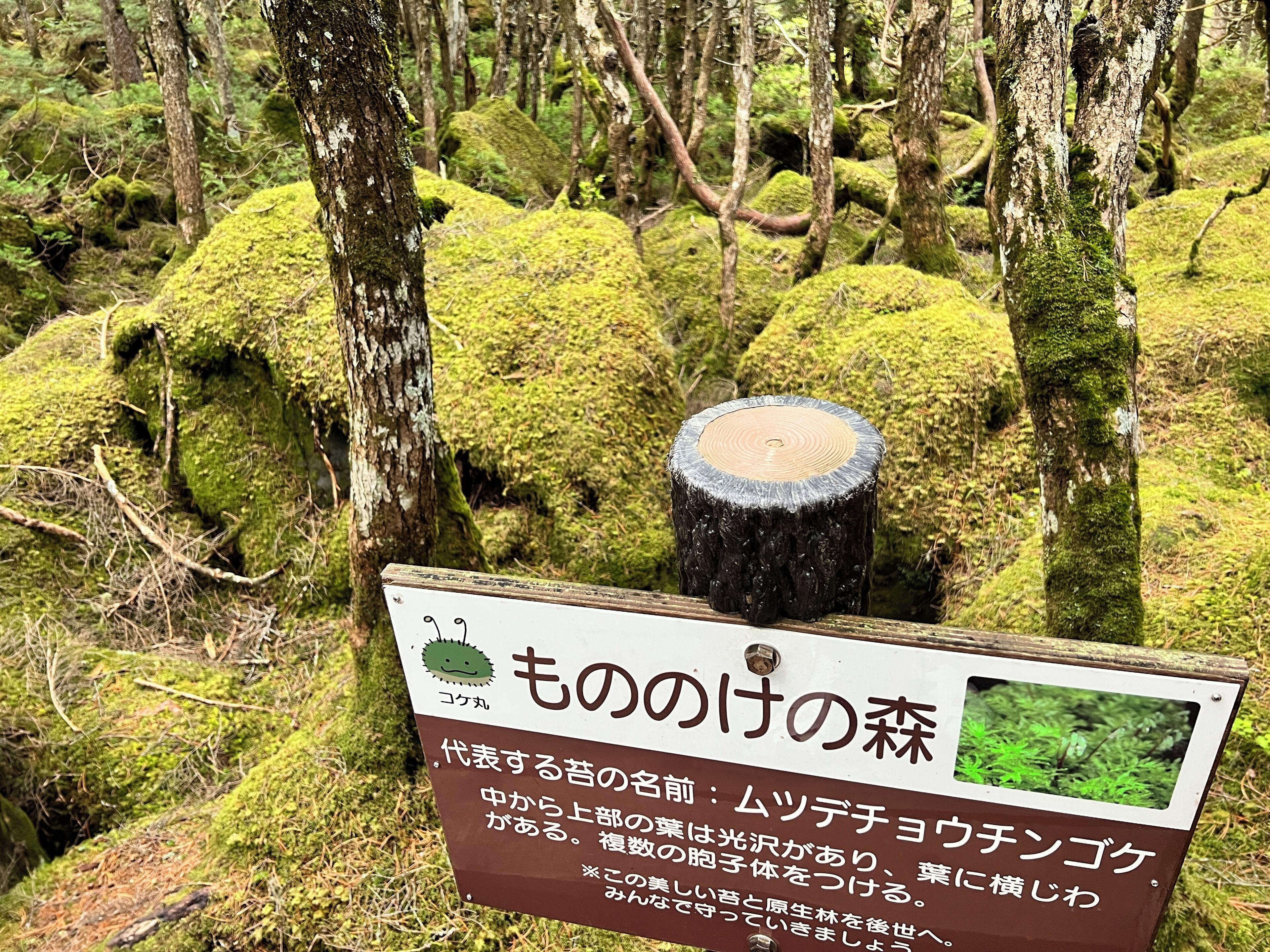 A sign with Japanese text in a forested area with moss-covered trees.