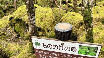 A sign with Japanese text in a forested area with moss-covered trees.