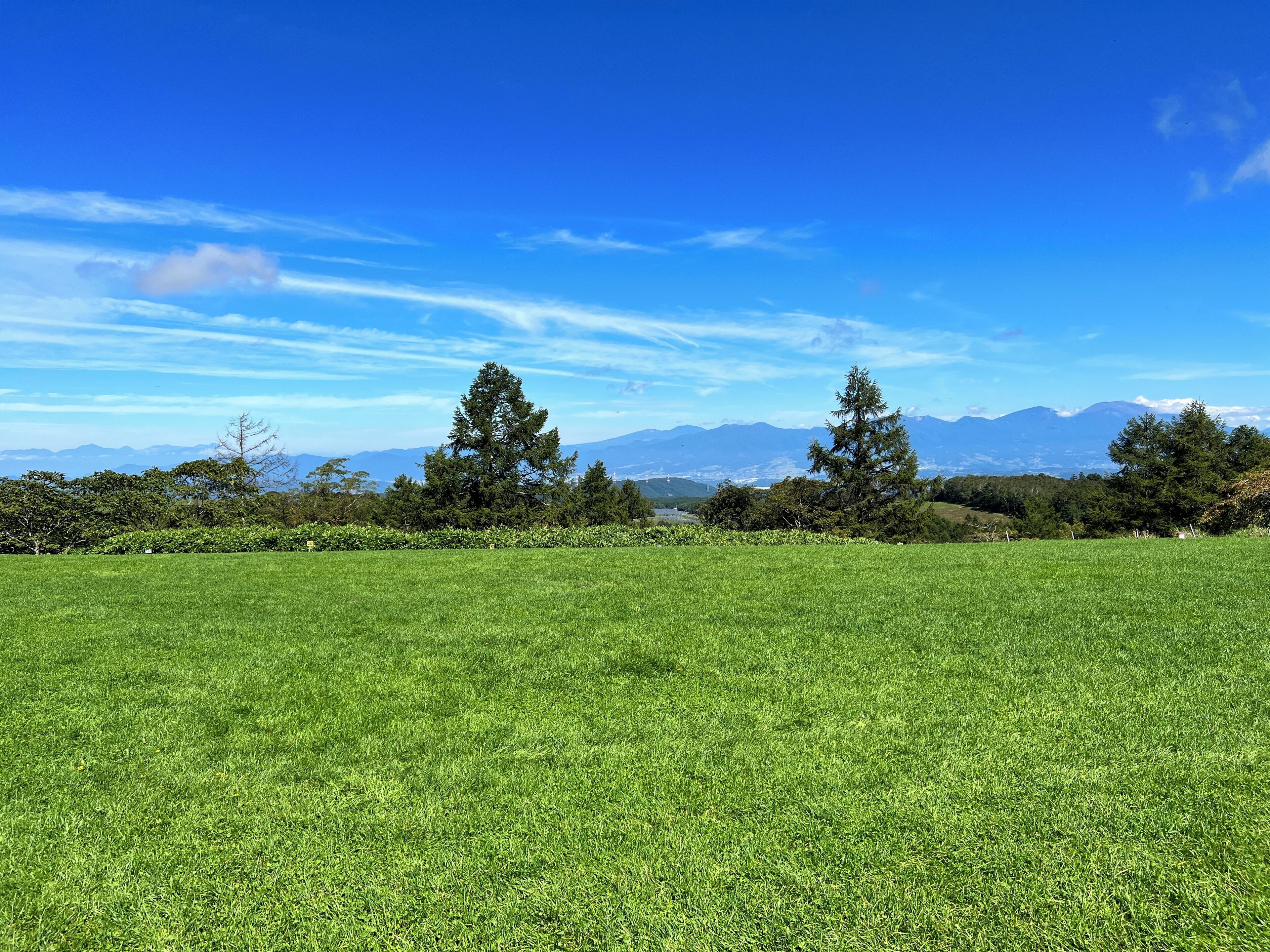 A grassy field with trees and mountains in the background.