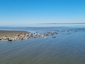 Beach - Vrbo Property (Norden)