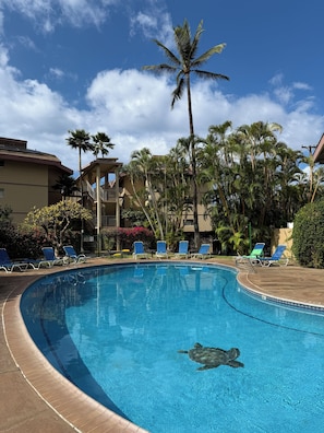 A swimming pool with a turtle, surrounded by palm trees and lounge chairs. - Elegant top-floor unit with central AC; Haleakala Shores, steps from Kam 3 beach (Kihei)