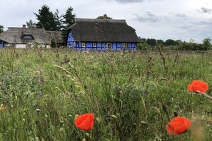 A traditional blue house with a thatched roof, surrounded by a field with poppies. - Holiday apartment with 1 bedroom (Seebad Ahlbeck)