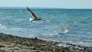 Uma gaivota voando sobre uma praia rochosa com o oceano ao fundo.