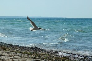 A seagull flying over a rocky beach with the ocean in the background. - Holiday home in Butzow with swimming pool (Butzow)