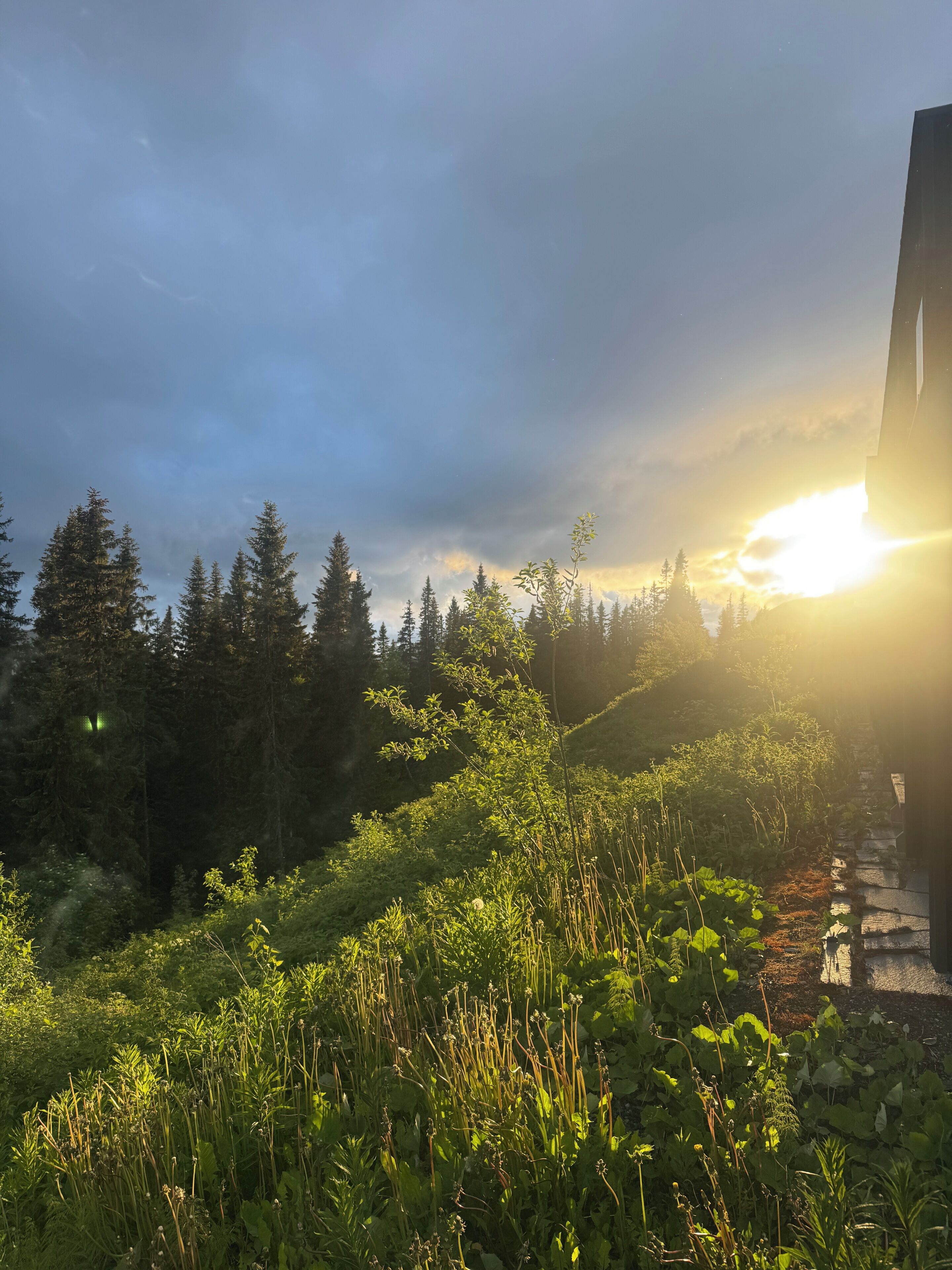 Ett vackert naturlandskap med en mångfald av växtlighet och en klar himmel.