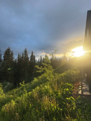 A natural landscape with a variety of vegetation and a clear sky.