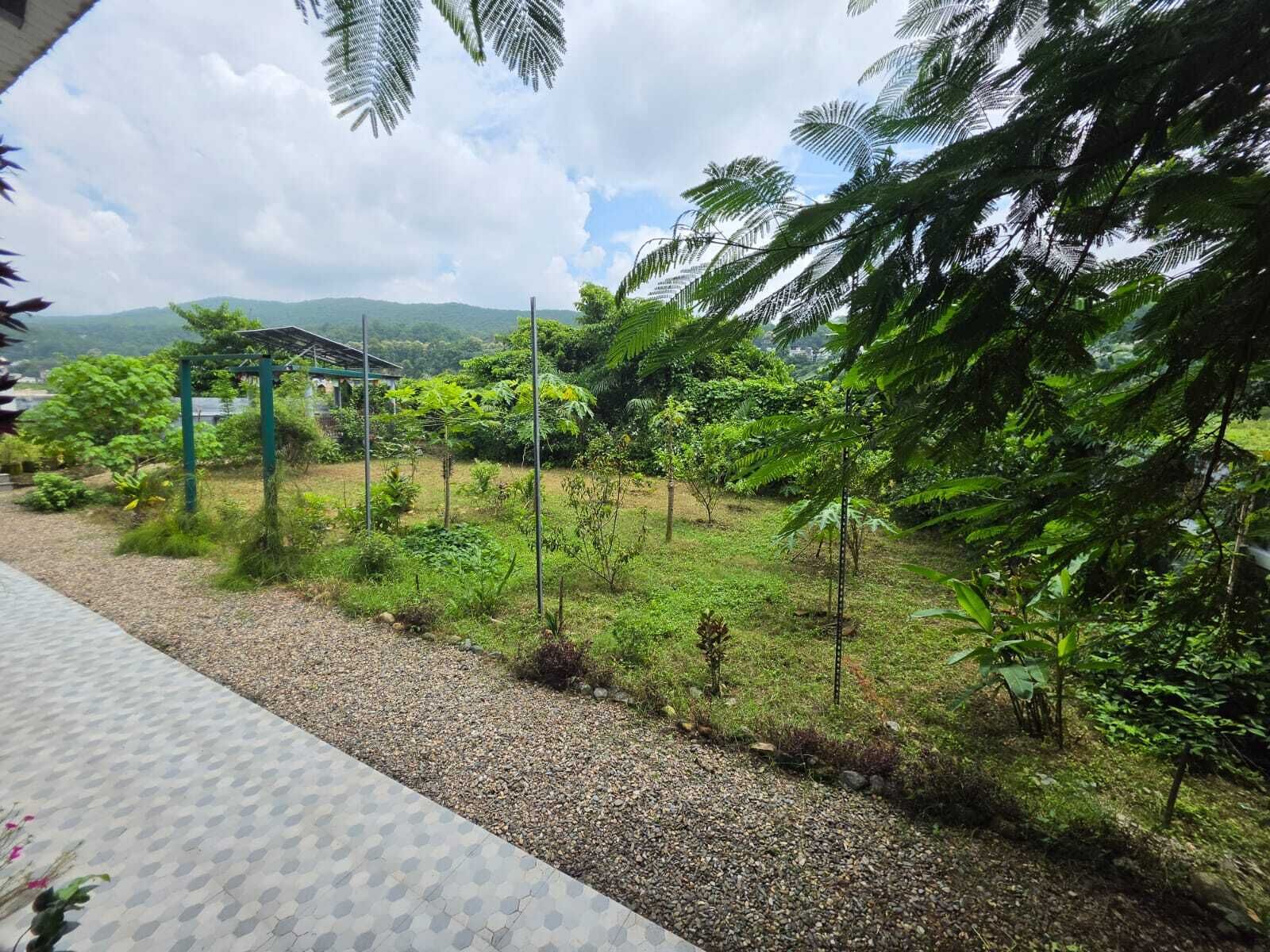 Un jardín con un sendero de grava, una pérgola y abundante vegetación.