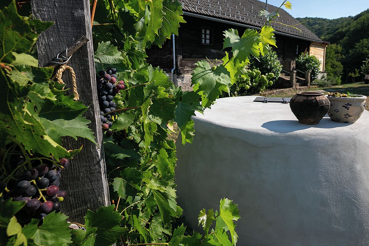 A vineyard with grapevines and a rustic house in the background.