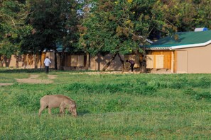 A grassy field with a pig grazing, a person walking in the background, and a building with a green roof. - Basecamp Resort Mweya (Mweya)