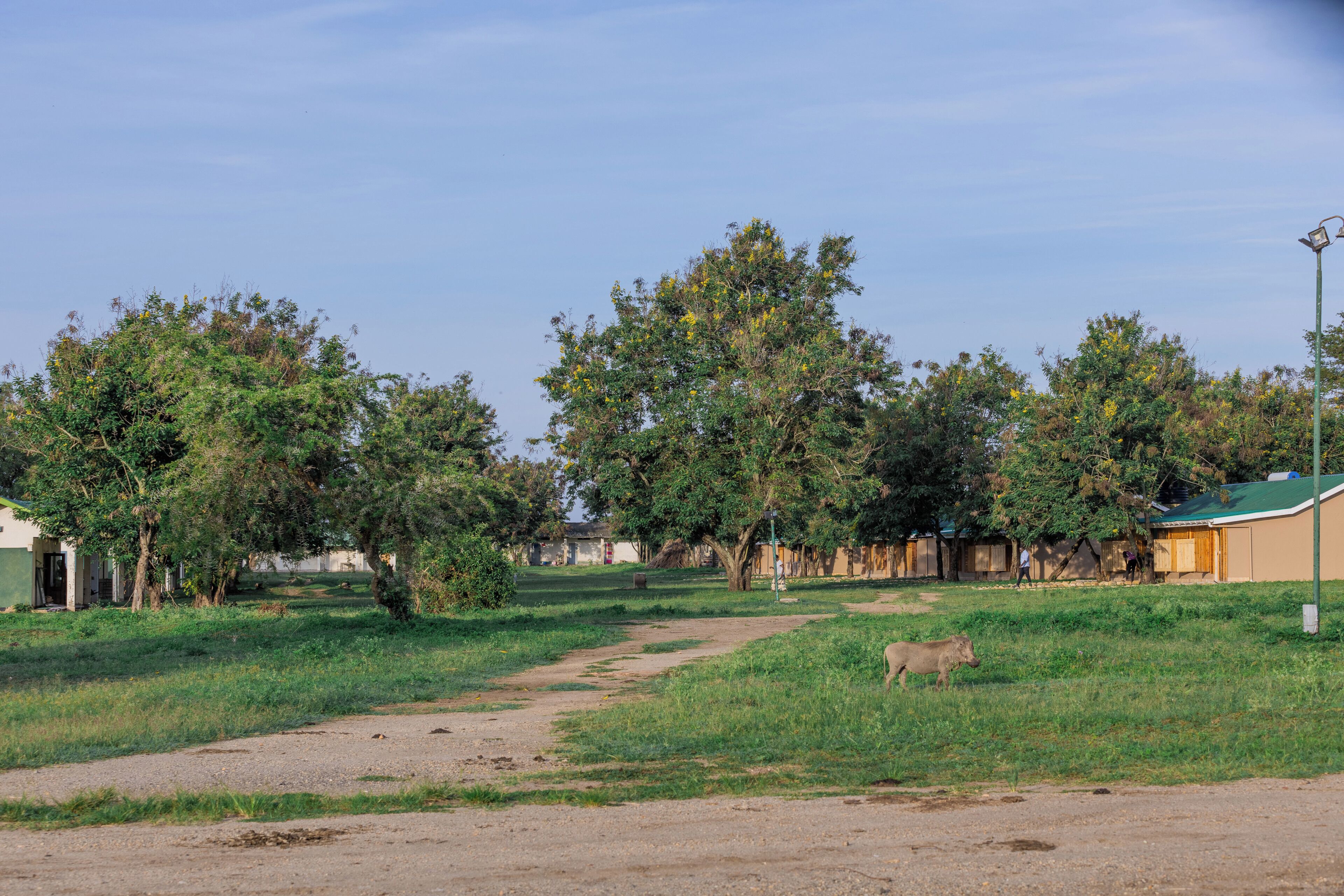 A rural landscape with a dirt path leading through a grassy area with trees and a cow grazing.