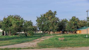 A rural landscape with a dirt path leading through a grassy area with trees and a cow grazing.