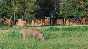 A wild boar grazing in a grassy field with trees and a fence in the background. - Basecamp Resort Mweya (Mweya)