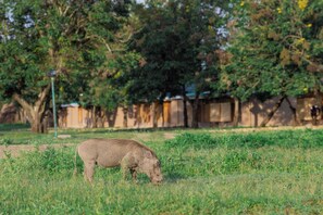 Un jabalí pastando en un campo cubierto de hierba, con árboles y una cerca al fondo.