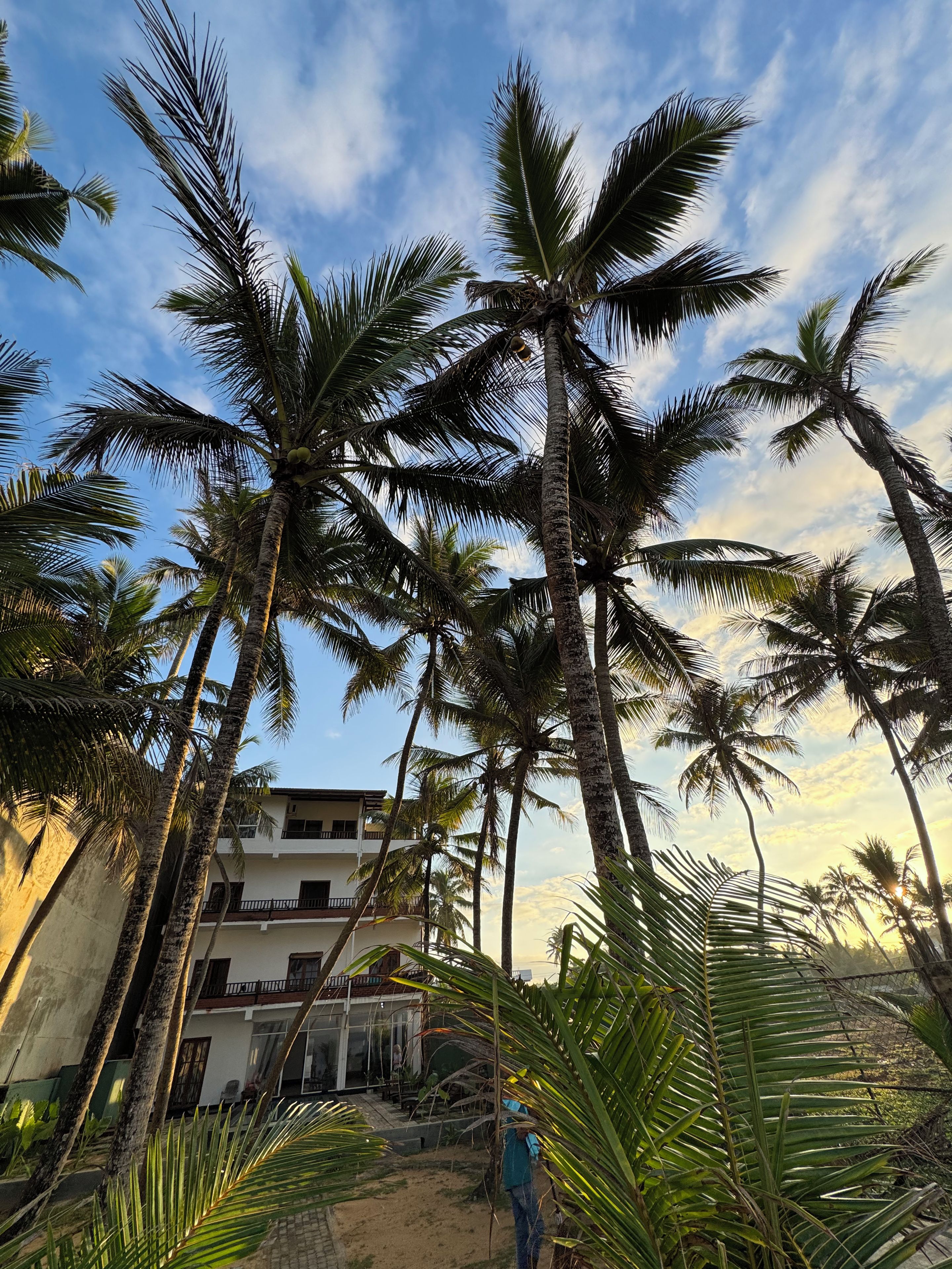 A residential area with multiple palm trees and a two-story building.