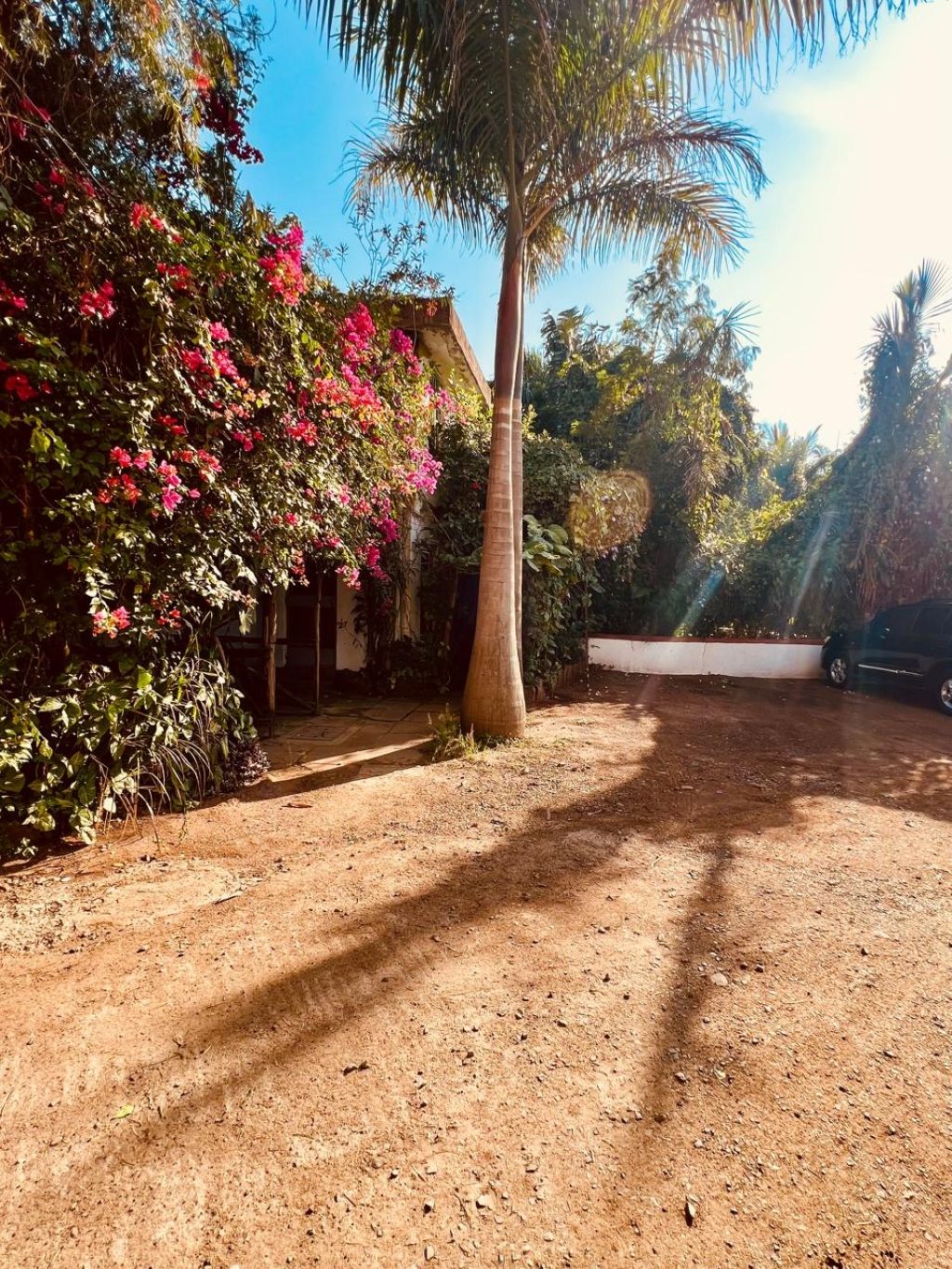 Um jardim com palmeira, plantas floridas e um caminho de terra.