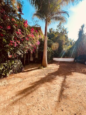 A garden with a palm tree, flowering plants, and a dirt path.