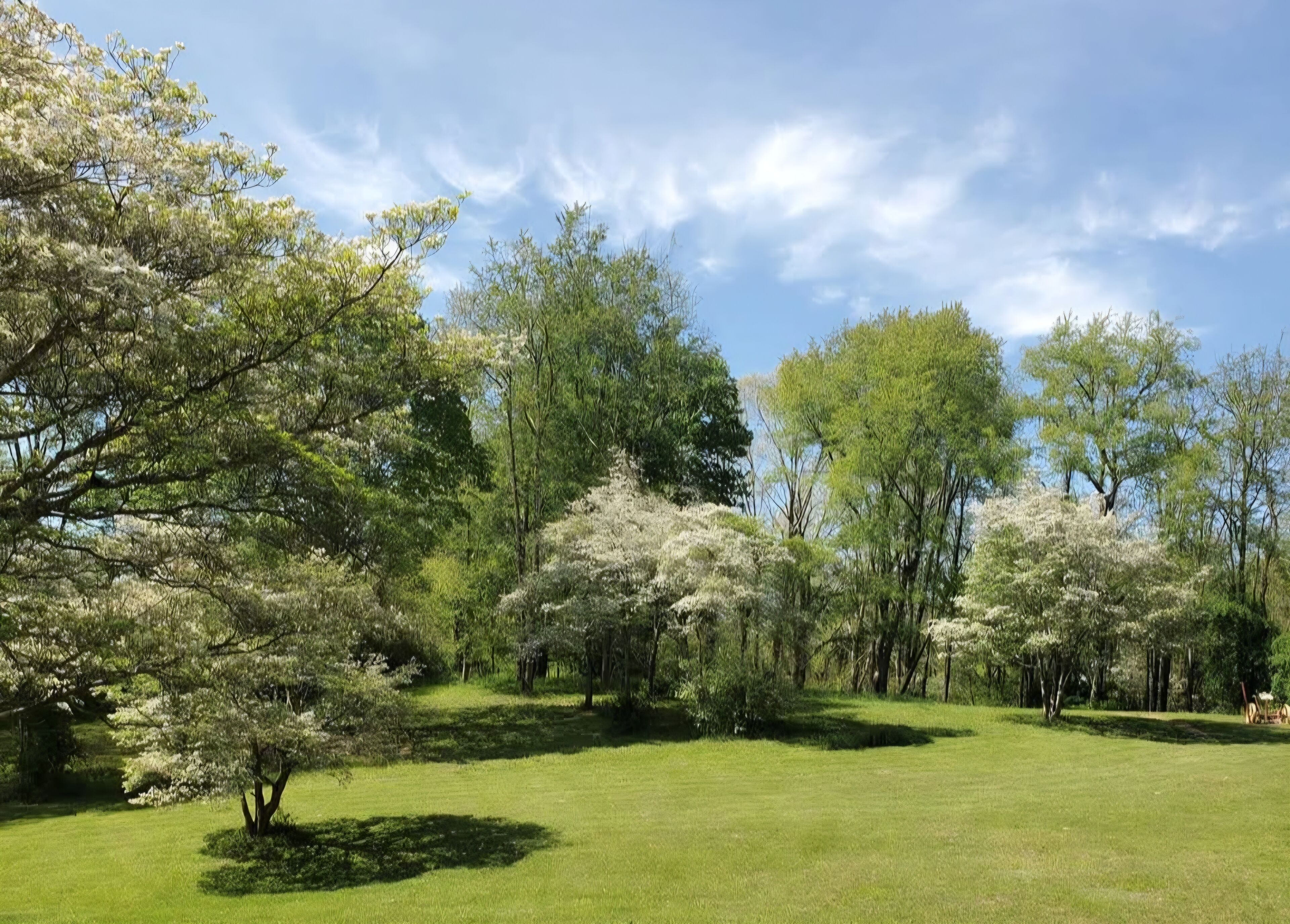A grassy field with trees and a clear sky.