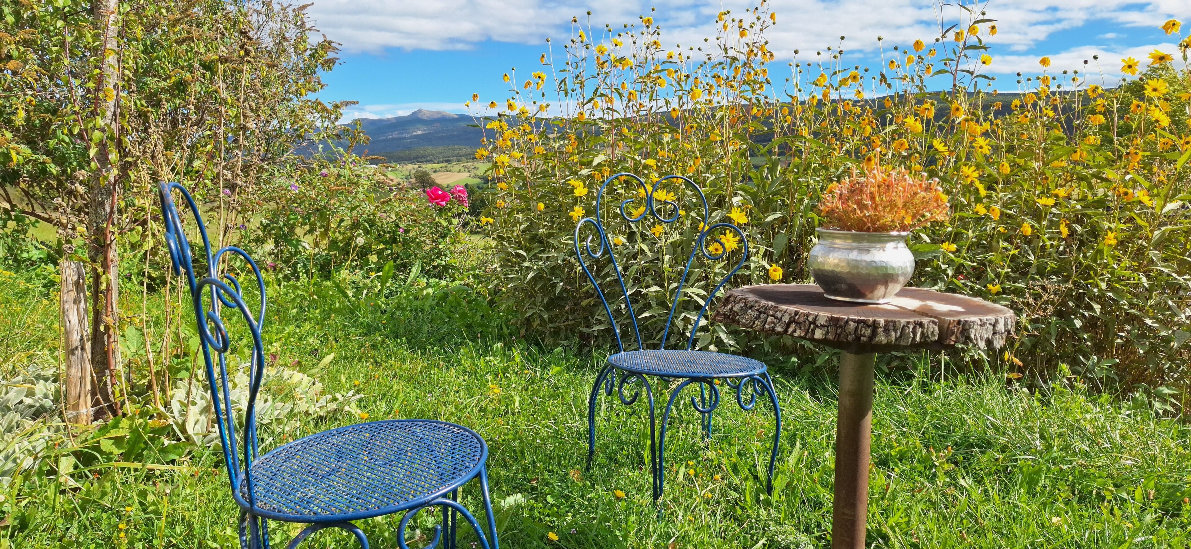 A garden with a metal chair and table, surrounded by lush greenery and yellow flowers.