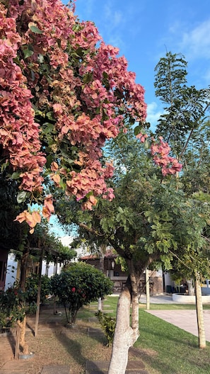 A garden with a variety of trees and shrubs, including a prominent pink flowering tree.