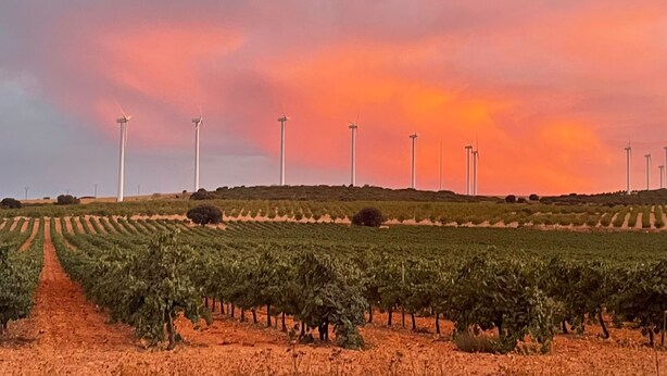 Un vignoble avec des rangées de vignes et des éoliennes en arrière-plan.