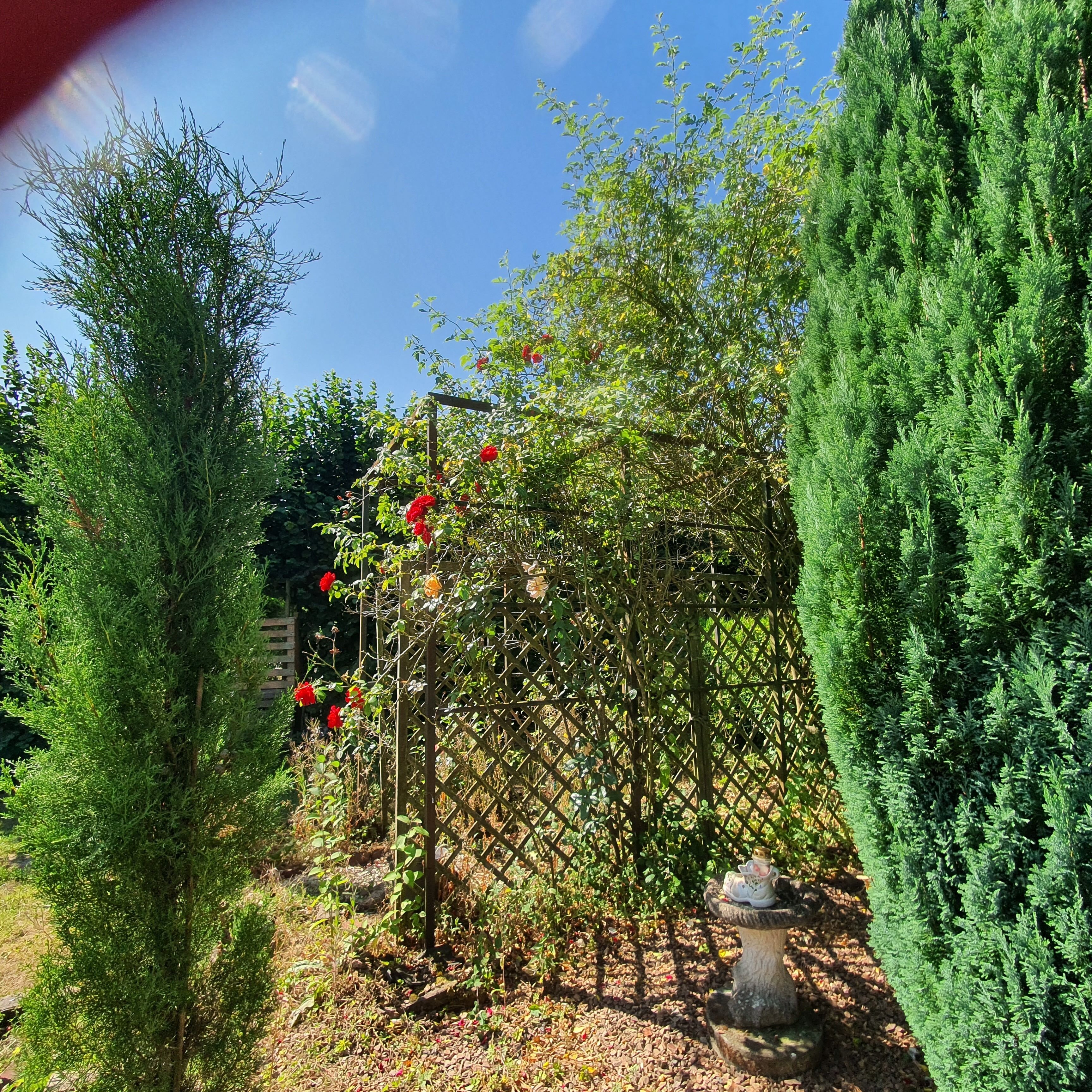 Een tuin met diverse bomen en een spijlenconstructie bekleed met klimplanten met rode bloemen.