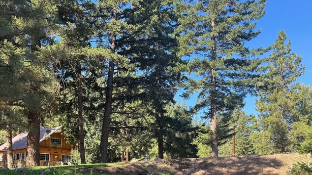 A wooden cabin surrounded by a forest with a clear sky.