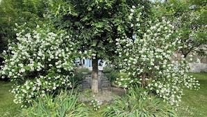 A tree with white blossoms surrounded by grass and plants. - Maison Crone (Castillon-en-Couserans)