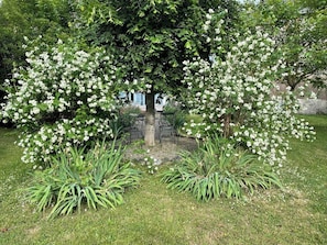 Un arbre aux fleurs blanches, entouré d’herbe et de plantes.