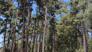 Un bosque con altos pinos y una cerca blanca al frente.