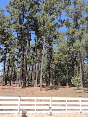 A forest with tall pine trees and a white fence in the foreground.