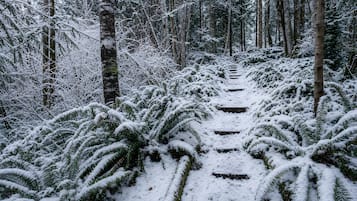 Un sendero cubierto de nieve en un bosque denso con árboles y helechos.