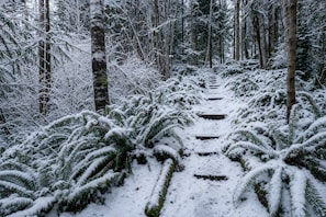 A snow-covered forest path with dense trees and ferns.