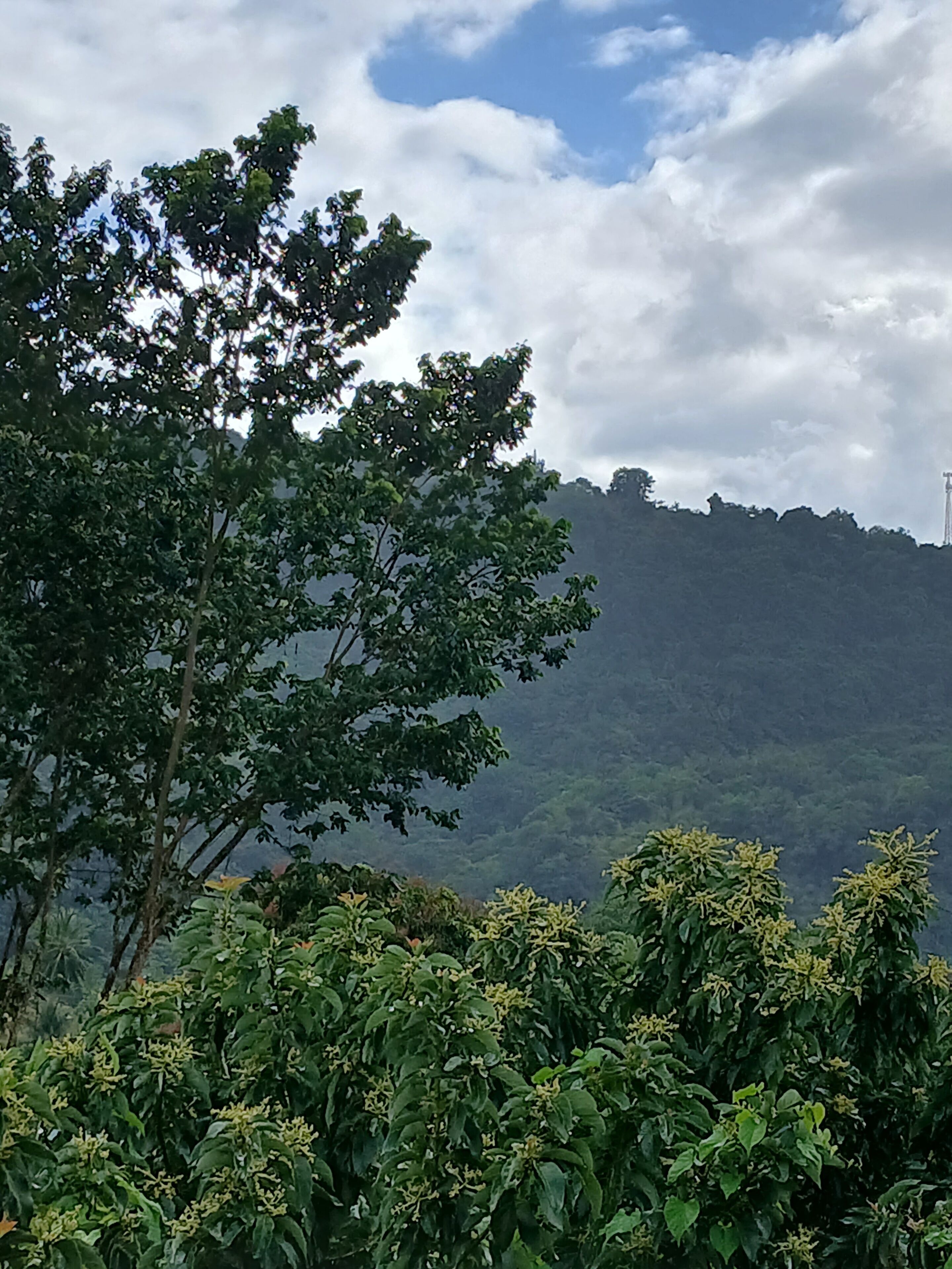 A landscape with a hill, trees, and a cloudy sky.