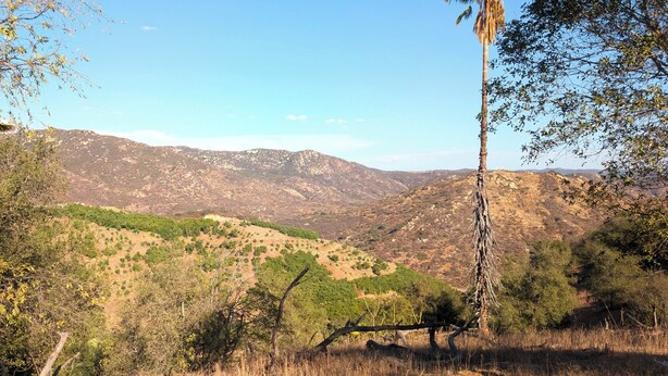 Paisatge de muntanya amb una palmera i herba seca.